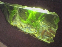 aquarium side