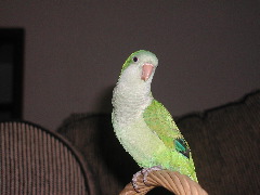 my quaker parrot Zoey