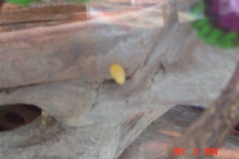 egg??