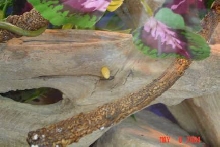 egg??