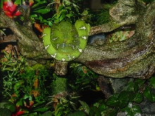 Emerald Tree Boa