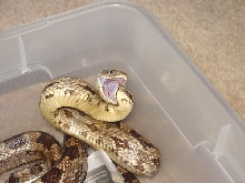 One Mean Rat Snake