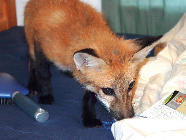 Fox a snifin