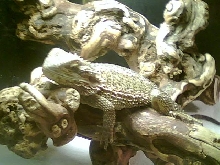 Haydecita my bearded dragon