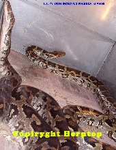 Python molurus pimbura