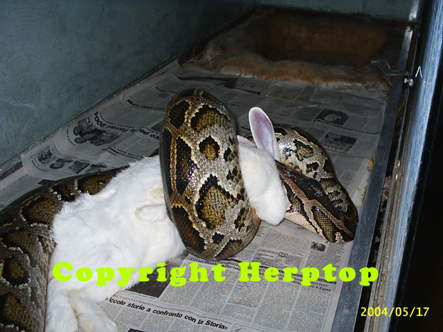 Python molurus pimbura