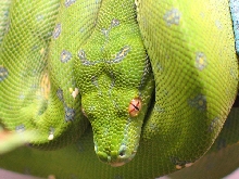 High End Chondro