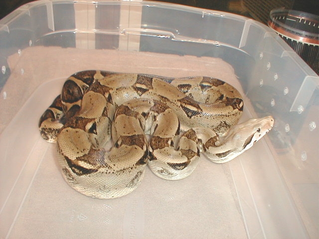 Adult Male Bci