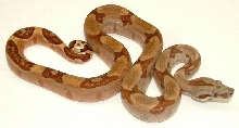 Female hypo!