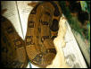 Abberant Female