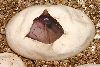 Super Cinnamon in Egg