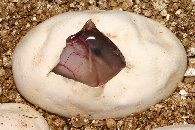 Super Cinnamon in Egg