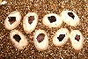 Super Cinnamon Clutch 05'