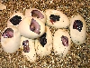 Cinnamon Pastel x Normal Clutch (9 Eggs = 9 Cinnamons)