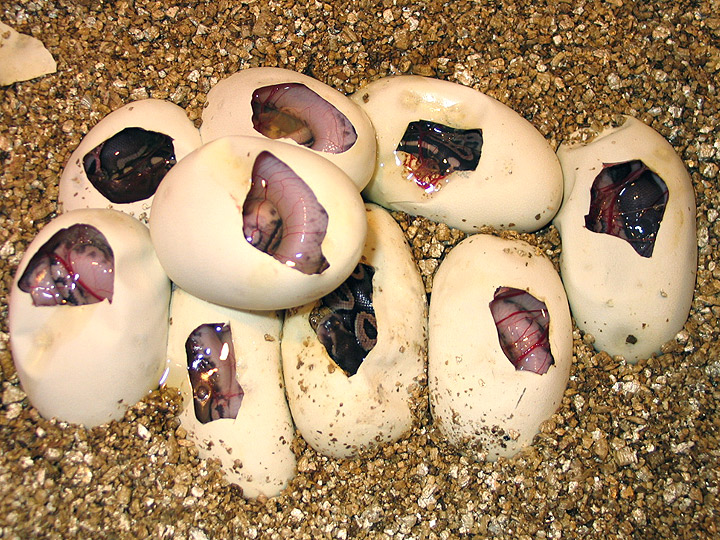 Cinnamon Pastel x Normal Clutch (9 Eggs = 9 Cinnamons)