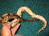 Yellow Belly??