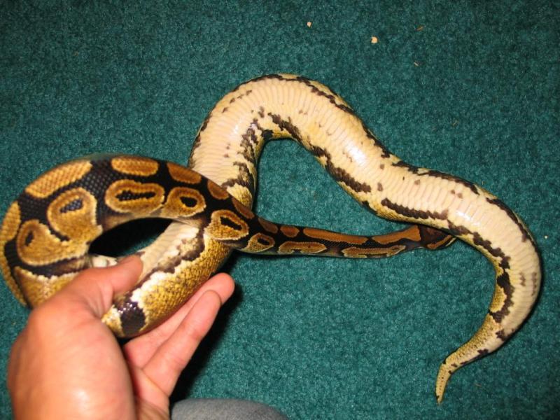 Yellow Belly??