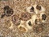 Spider/Cinnamon Clutch#3