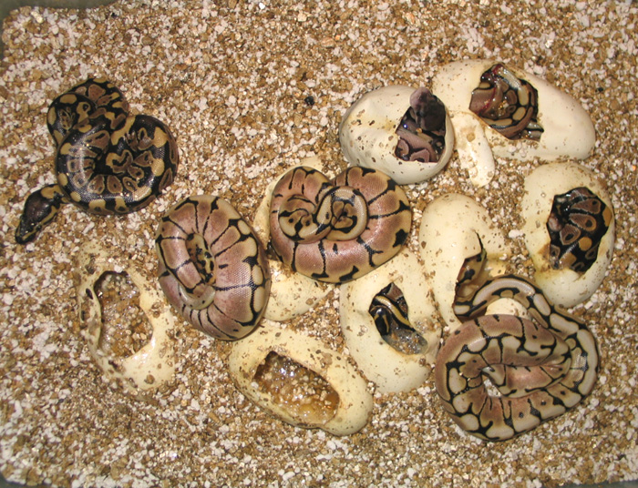 Spider/Cinnamon Clutch#3