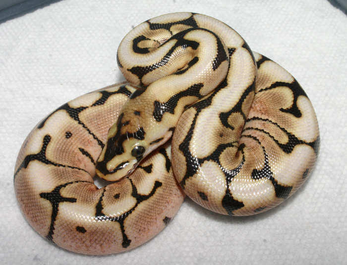 Clutch#3Spider-female1