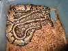Yellow belly breeding striped granite