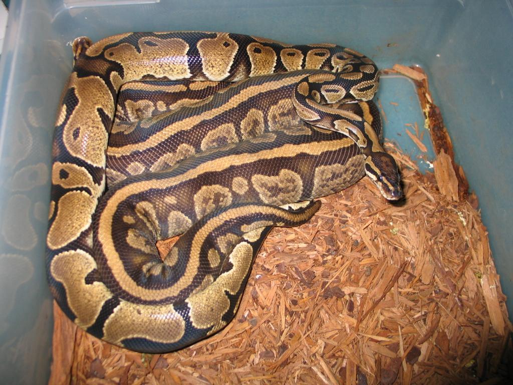 Yellow belly breeding striped granite