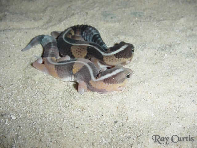 Fat Tailed Gecko
