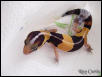 Fat Tailed Gecko