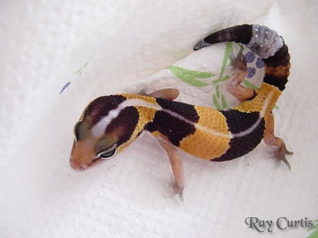 Fat Tailed Gecko