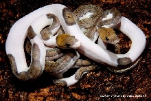 PIEBALD retic