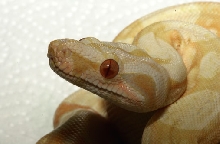 Albino EYE