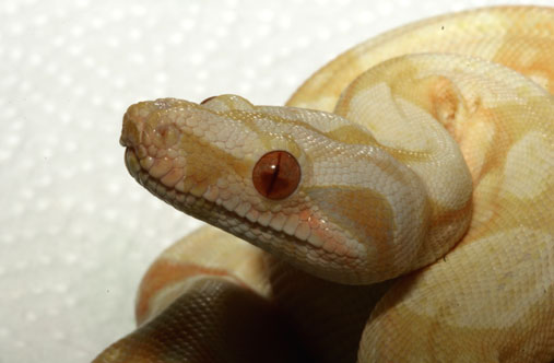 Albino EYE