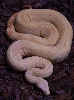 Albino.Coral
