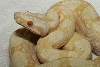 Albino.Lavender