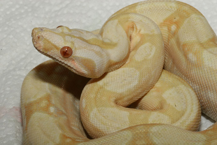 Albino.Lavender