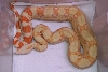 Albino.Orange