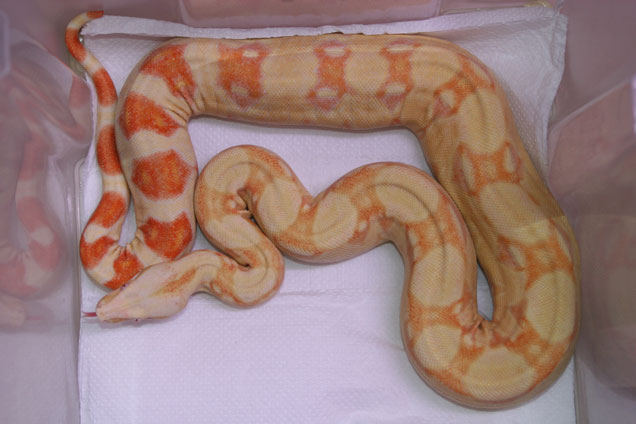 Albino.Orange