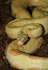 Albino.StripedLine