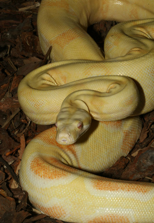 Albino.StripedLine