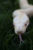 Albino.StripedLine head