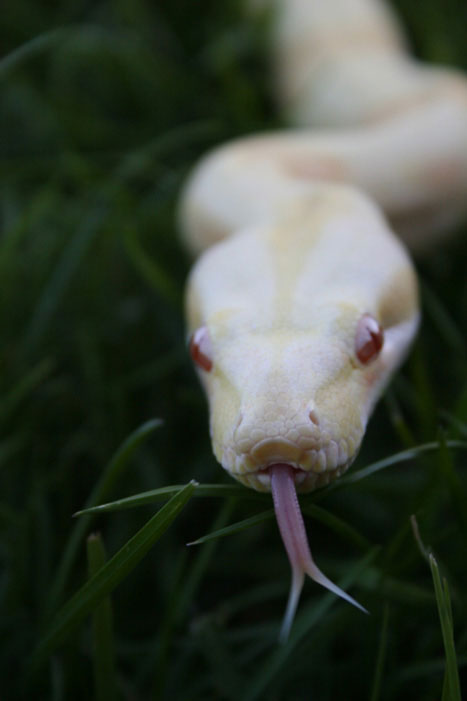 Albino.StripedLine head