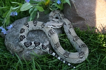 Anerythristic