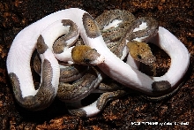 P. reticulatus PIEBALD