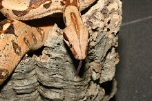 Blond Albino
