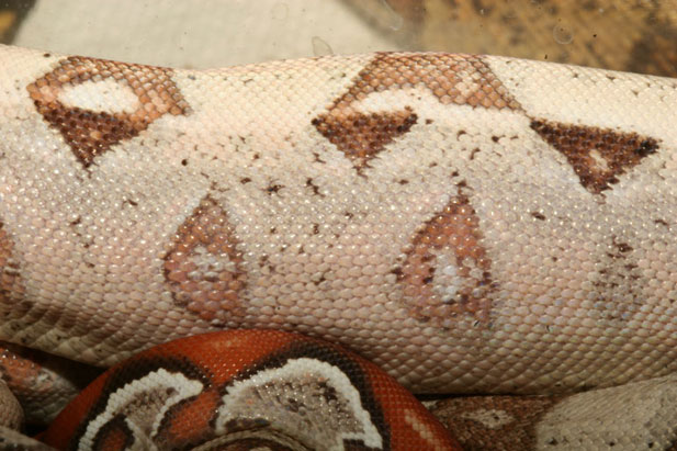 Blond Albino