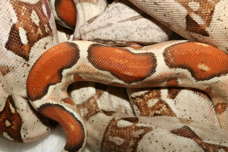 Blond Albino