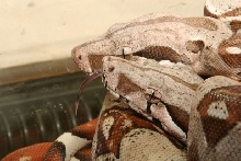 Blond Albinos