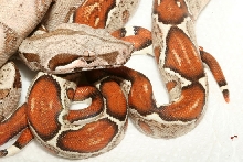 T  Blond Albino