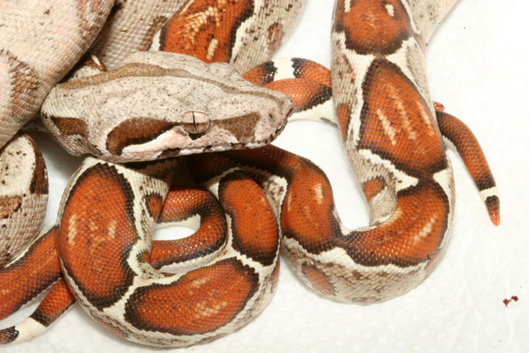 T  Blond Albino