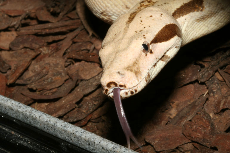 Blond Albino